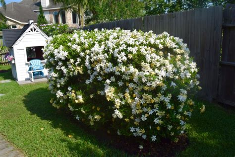 landscaping with gardenia bushes.